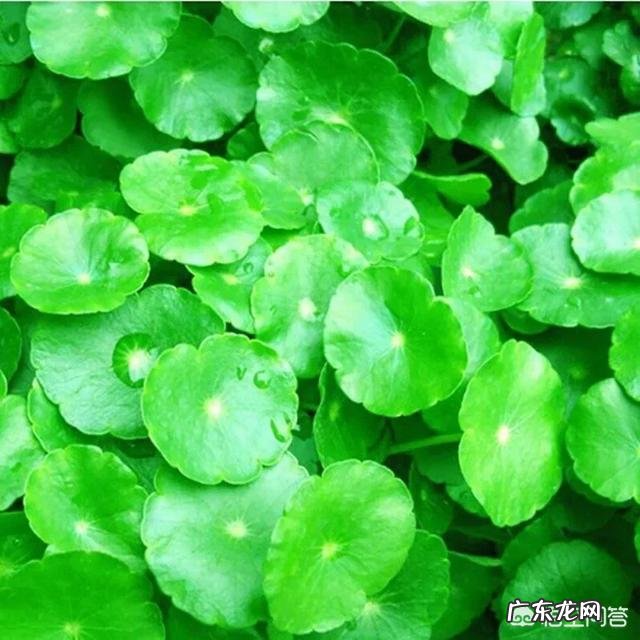 铜钱草应该如何修剪?