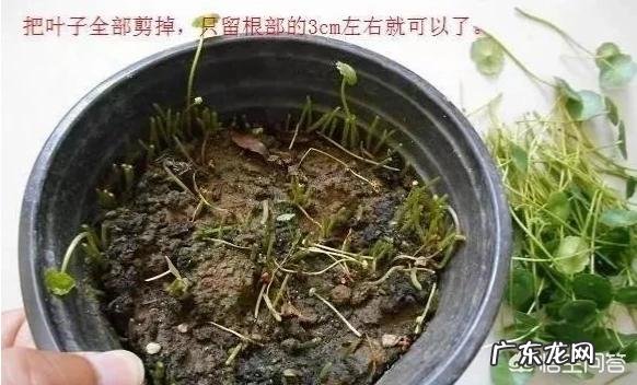 铜钱草应该如何修剪？