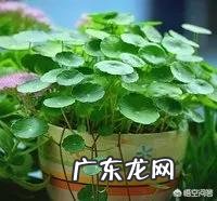 铜钱草应该如何修剪?