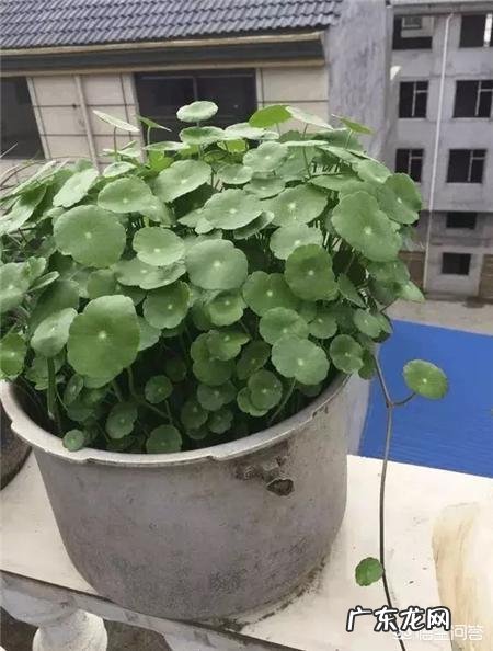 铜钱草应该如何修剪?