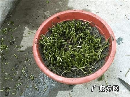 铜钱草应该如何修剪?