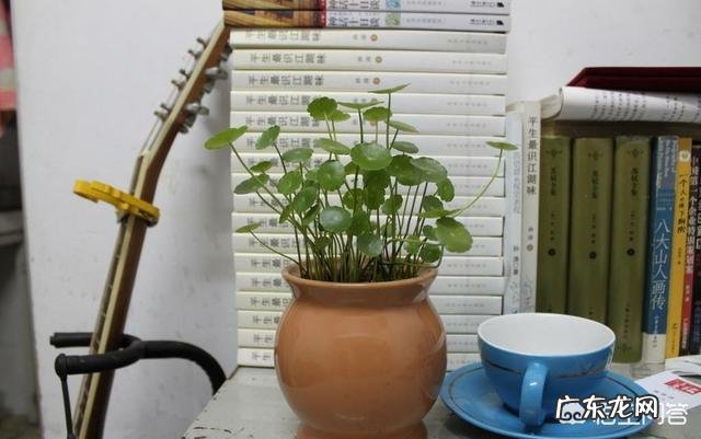 铜钱草应该如何修剪？