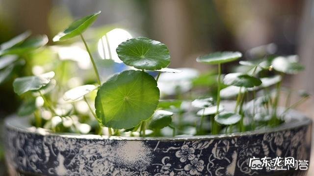 铜钱草应该如何修剪?