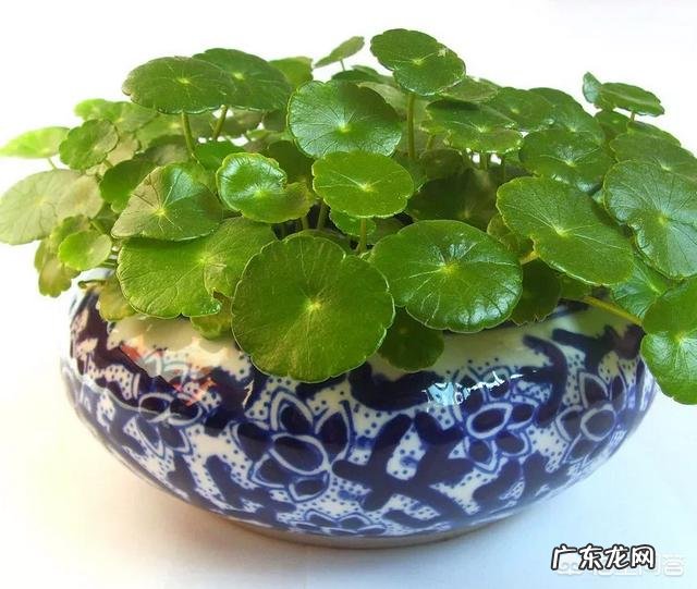 铜钱草应该如何修剪?