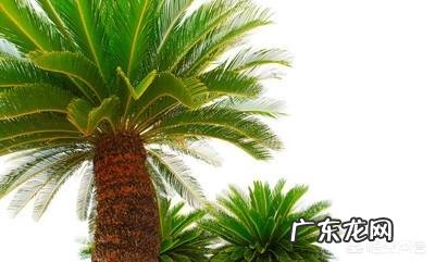 铁树多久才会开花?