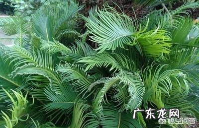 铁树多久才会开花?