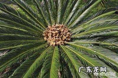 铁树多久才会开花?