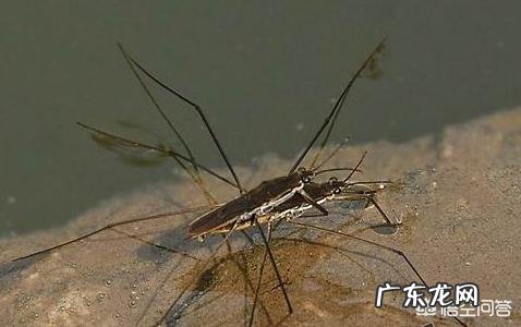 农村池塘雨后会有很多“水上漂”的昆虫,为啥被叫做卖香油的,是害虫还是益虫呢?