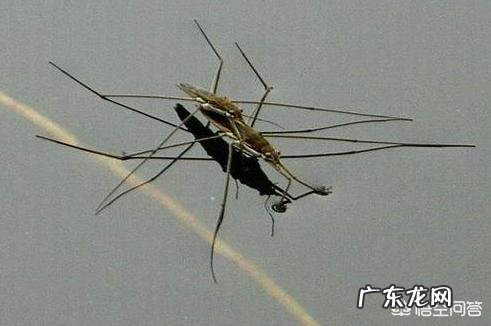 农村池塘雨后会有很多“水上漂”的昆虫,为啥被叫做卖香油的,是害虫还是益虫呢?