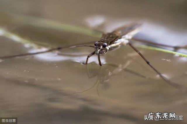 农村池塘雨后会有很多“水上漂”的昆虫,为啥被叫做卖香油的,是害虫还是益虫呢?