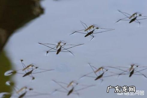 农村池塘雨后会有很多“水上漂”的昆虫,为啥被叫做卖香油的,是害虫还是益虫呢?