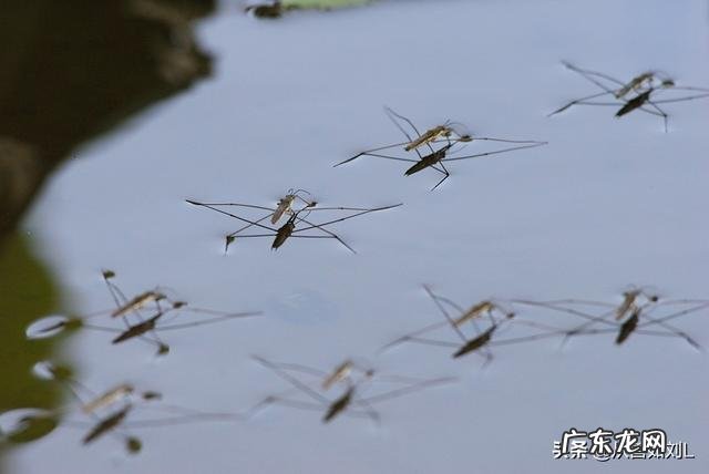 农村池塘雨后会有很多“水上漂”的昆虫,为啥被叫做卖香油的,是害虫还是益虫呢?