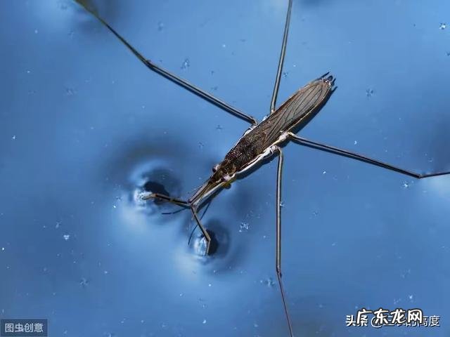 农村池塘雨后会有很多“水上漂”的昆虫,为啥被叫做卖香油的,是害虫还是益虫呢?