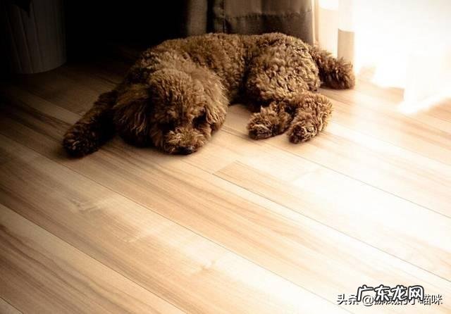 泰迪幼犬拉稀吃什么药?