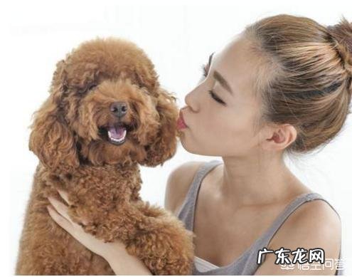 泰迪幼犬拉稀吃什么药?
