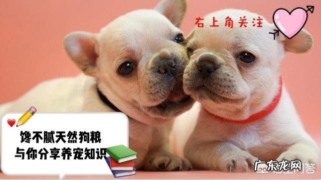 泰迪幼犬拉稀吃什么药?