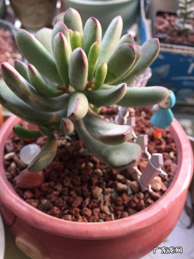 肉肉植物怎么才能养的胖胖的？