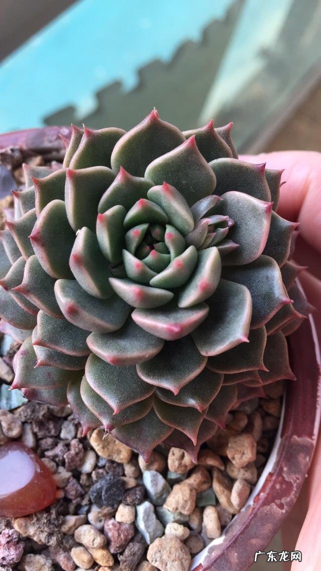 肉肉植物怎么才能养的胖胖的？