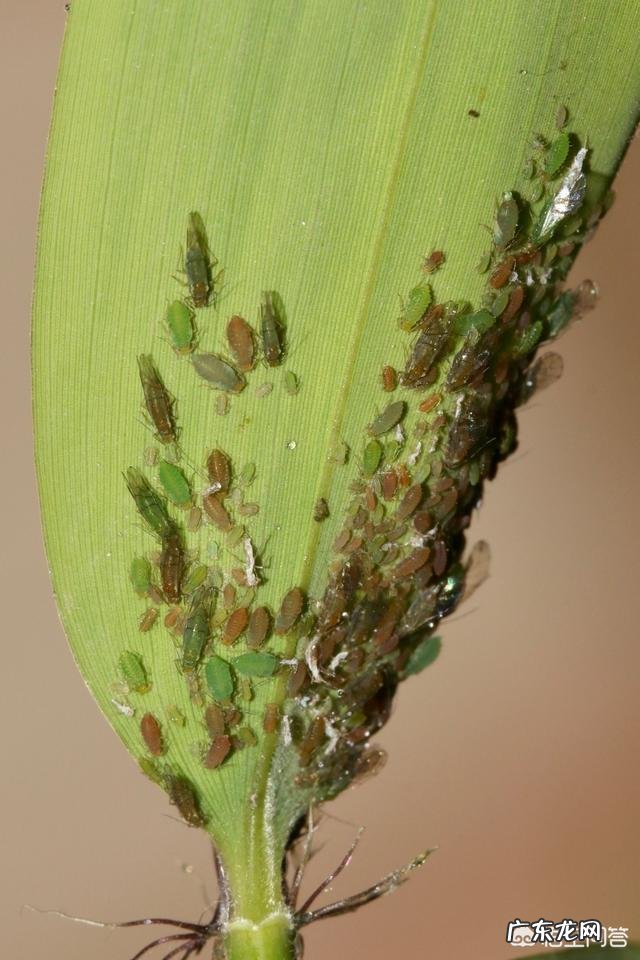 常见危害花卉的刺吸害虫有哪些?