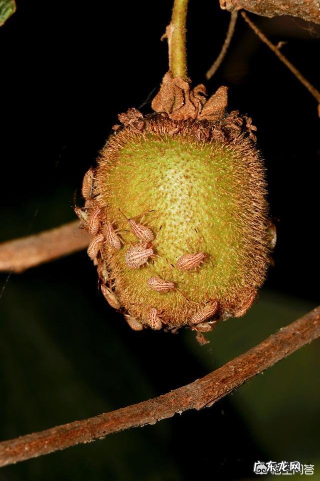 常见危害花卉的刺吸害虫有哪些?