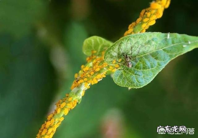 常见危害花卉的刺吸害虫有哪些?