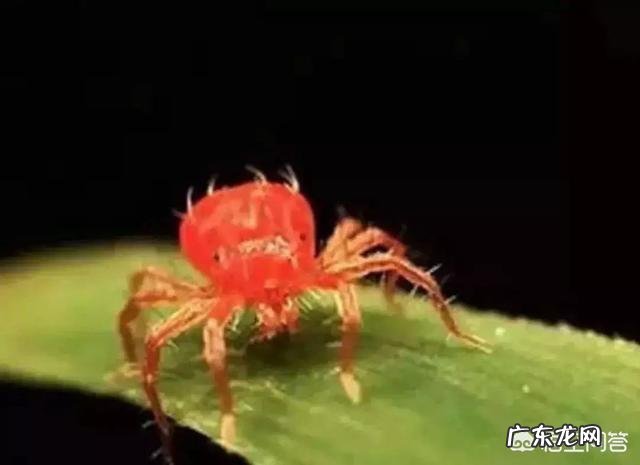 常见危害花卉的刺吸害虫有哪些?