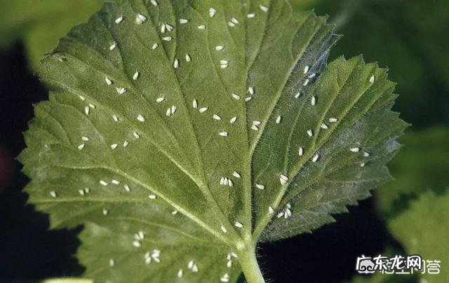 常见危害花卉的刺吸害虫有哪些?