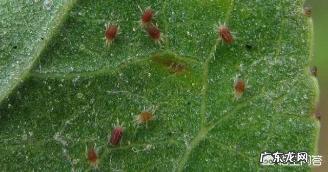 常见危害花卉的刺吸害虫有哪些?