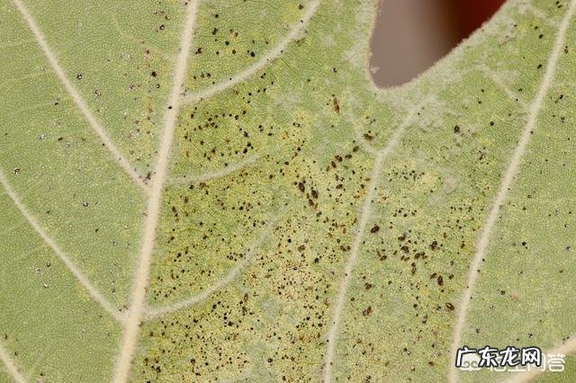 常见危害花卉的刺吸害虫有哪些?