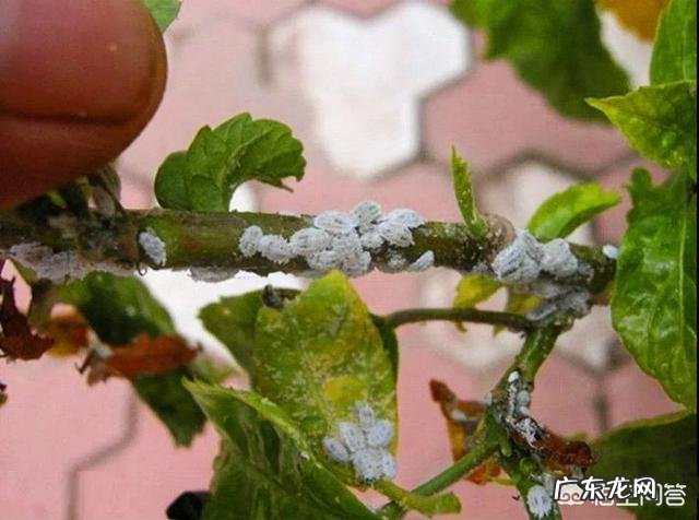 常见危害花卉的刺吸害虫有哪些?