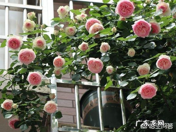 常见危害花卉的刺吸害虫有哪些?