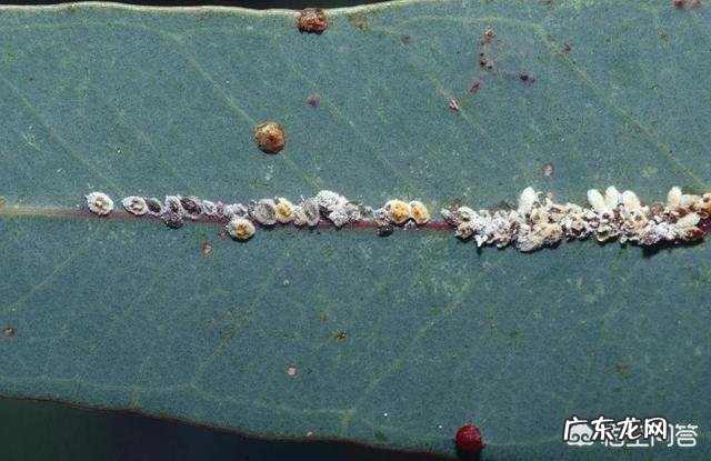 常见危害花卉的刺吸害虫有哪些?