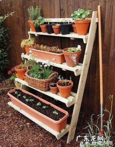 常见危害花卉的刺吸害虫有哪些?