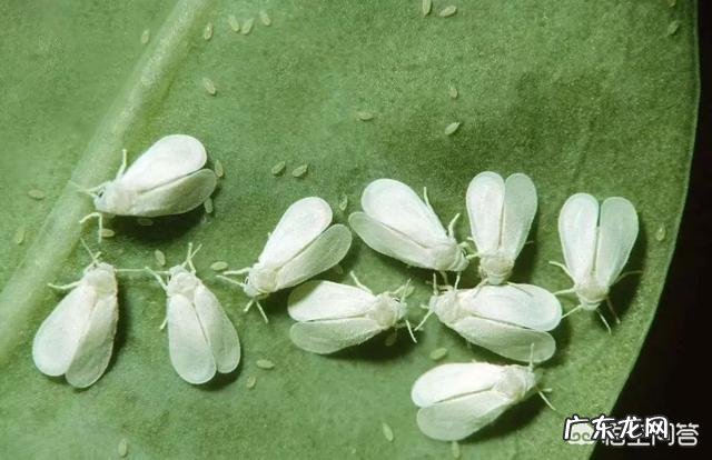 常见危害花卉的刺吸害虫有哪些?