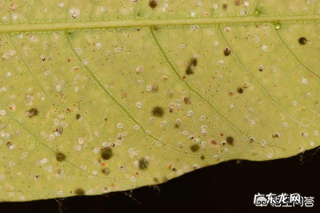 常见危害花卉的刺吸害虫有哪些?