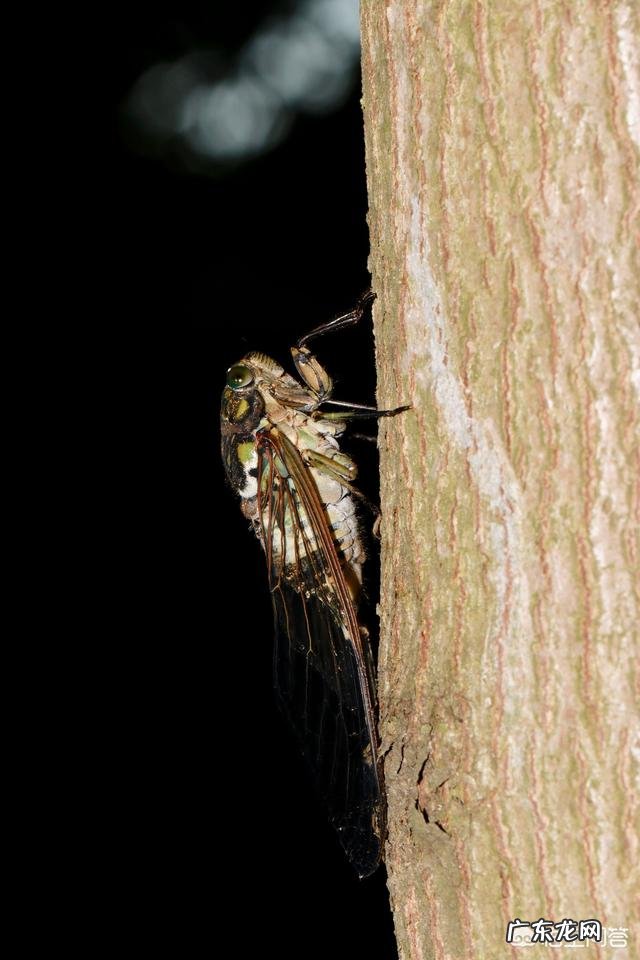 常见危害花卉的刺吸害虫有哪些?