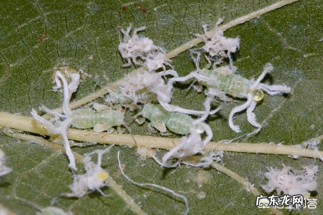 常见危害花卉的刺吸害虫有哪些?