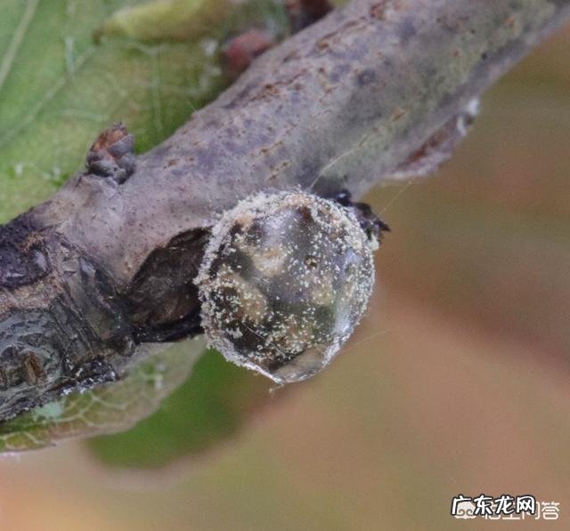 常见危害花卉的刺吸害虫有哪些?