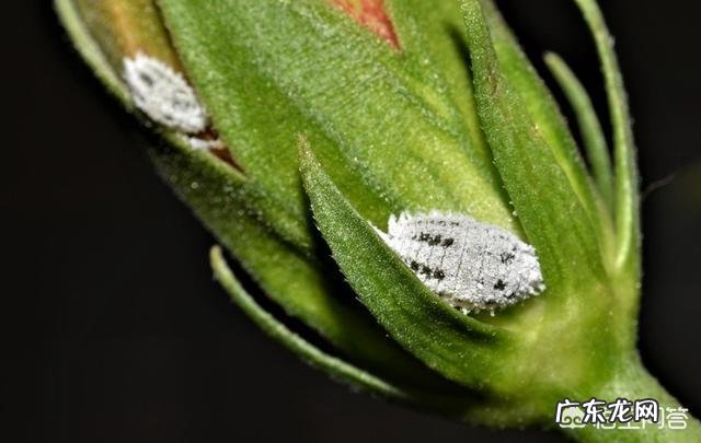 常见危害花卉的刺吸害虫有哪些?