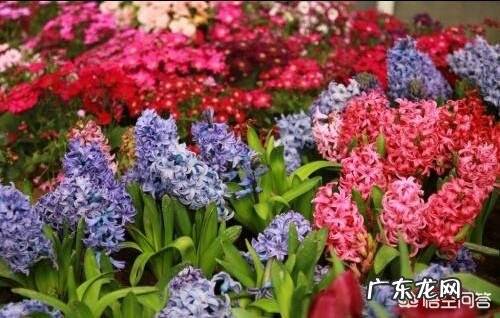 常见危害花卉的刺吸害虫有哪些?