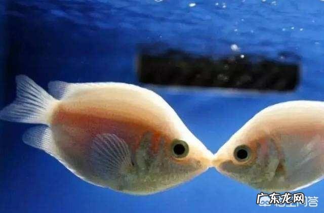 各种鱼的吃法和做法分别是什么?有哪些烹饪技巧分享?