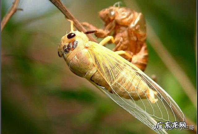 夏季农村好多人都在抓金蝉吃,那么金蝉是害虫还是益虫?