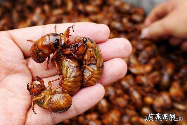 夏季农村好多人都在抓金蝉吃,那么金蝉是害虫还是益虫?