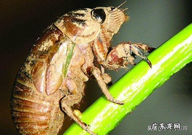 夏季农村好多人都在抓金蝉吃,那么金蝉是害虫还是益虫?