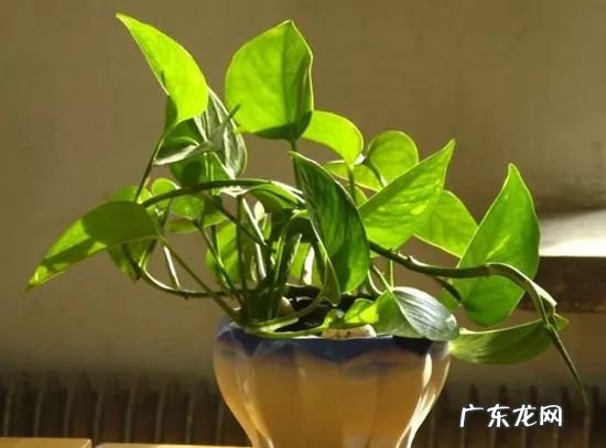 家里想要好风水,不如先从养一盆风水盆栽开始! 养什么风水好