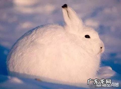 世界上最搞笑的动物是什么?