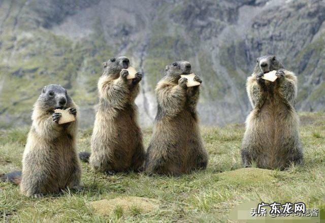 世界上最搞笑的动物是什么？