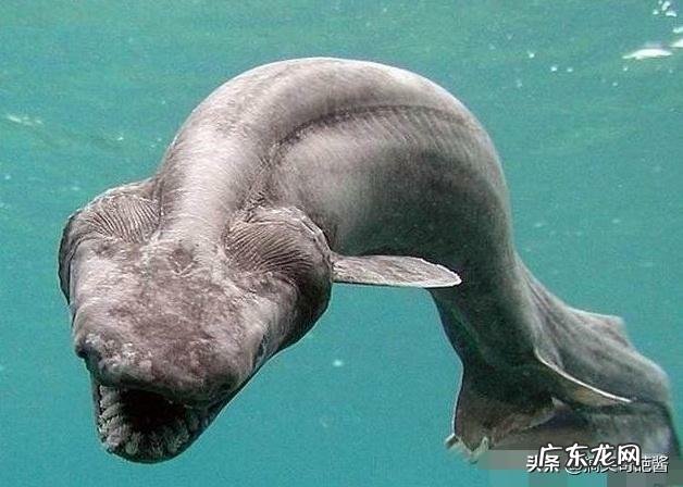 世界上最搞笑的动物是什么？