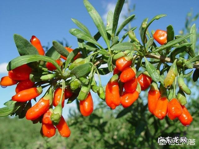 很多人都喜欢用枸杞泡水,直接吃不好吗?