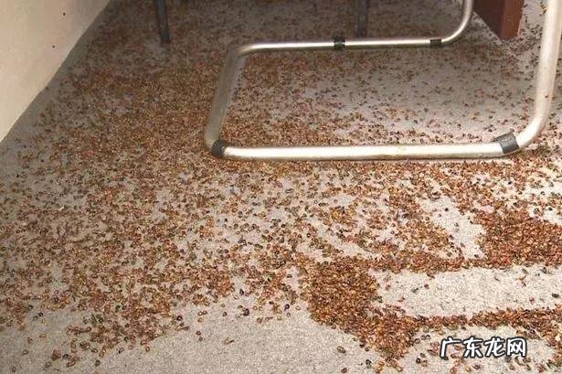 家有瓢虫按风水说 身上有瓢虫